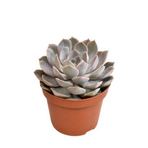 Echeveria Grande Cinza - Ø10,5cm - ↕15cm