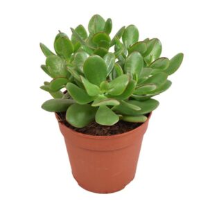Crassula Ovata - Ø12cm - ↕23cm