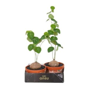 Stephania Erecta - Ø17cm - ↕25cm