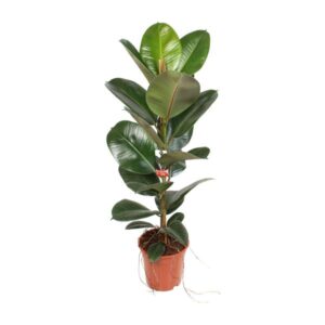 Ficus Elastica Robusta - Ø21cm - ↕95cm