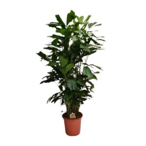 Caryota Mitis - Ø24cm - ↕120cm