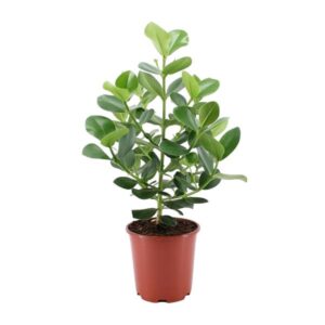 Clusia Rosea Princess - Ø24cm - ↕80cm