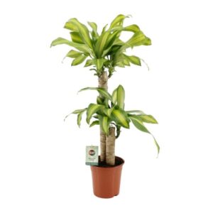 Dracaena Fragrans Massangeana - Ø19cm - ↕90cm