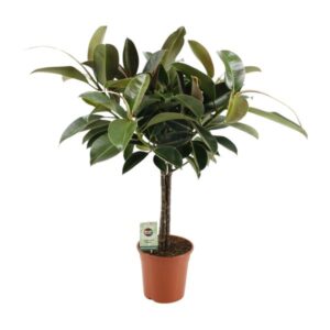 Ficus Elastica Melany - Ø21cm - ↕95cm