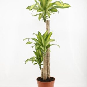 Dracaena Fragrans Massangeana - Ø24cm - ↕140cm