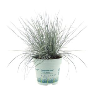 Festuca Glauca CompactA Blue® - Ø11cm - ↕20cm