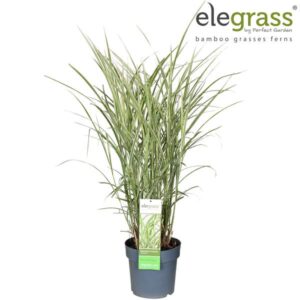 Miscanthus Sinensis Variegatus - Ø23cm - ↕100cm