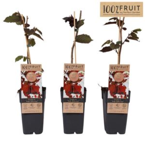 Corylus Rode Zellernoot - Ø15cm - ↕65cm