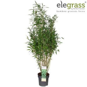 Fargesia Murieliae Light Green - Ø23cm - ↕160cm