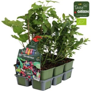 Fruit Mix 6-pack Bio P9 Standaard - 6 pack fruitplanten