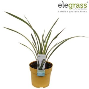 Phormium Duet - Ø14cm - ↕55cm