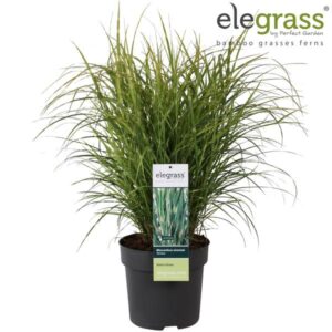 Miscanthus Sinensis Strictus - Ø23cm - ↕100cm