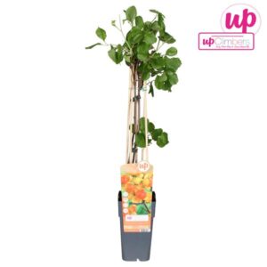 Celastrus Scandens - Ø15cm - ↕65cm