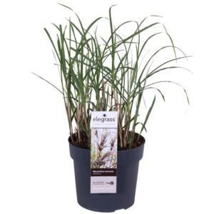 Miscanthus Sinensis Malepartus - Ø19cm - ↕45cm