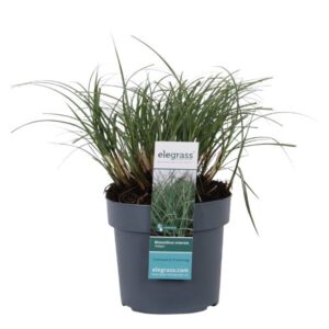 Miscanthus Sinensis Adagio - Ø19cm - ↕45cm