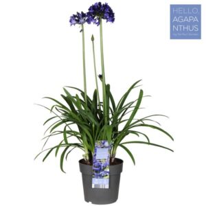 Agapanthus Midnight Sky - Ø23cm - ↕80cm