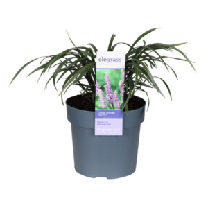 Liriope Muscari Ingwersen - Ø19cm - ↕45cm