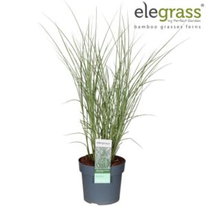 Miscanthus Sinensis Morning Light - Ø19cm - ↕45cm