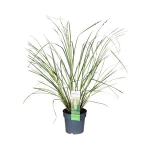Cortaderia Selloana Evita - Ø23cm - ↕100cm