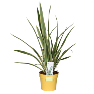 Phormium Wings Of Gold - Ø19cm - ↕70cm