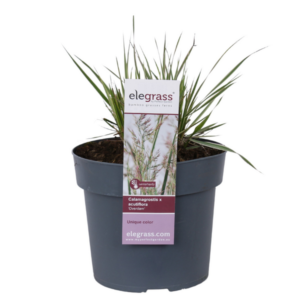 Calamagrostis X Overdam - Ø19cm - ↕50cm