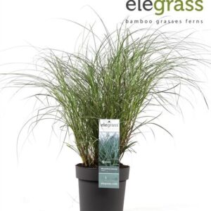 Miscanthus Sinensis Adagio - Ø23cm - ↕70cm