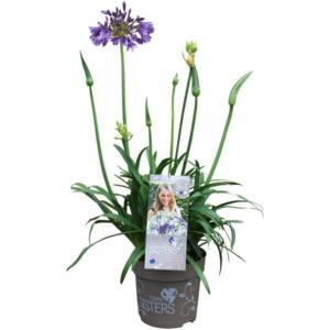 Agapanthus Hybr.Three Sisters - Ø23cm - ↕75cm