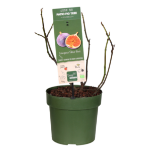 Ficus Carica Little Miss Figgy - Vijg