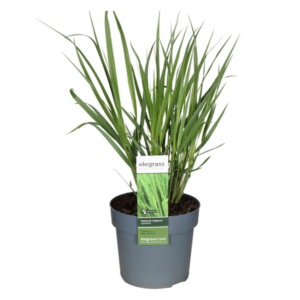 Panicum Virgatum Northwind - Ø19cm - ↕50cm