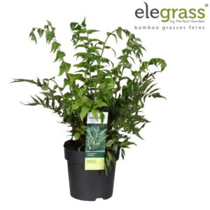 Polystichum Munitum - Ø19cm - ↕40cm