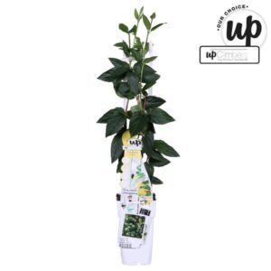 Lonicera Similis var delavayi - Kamperfoelie