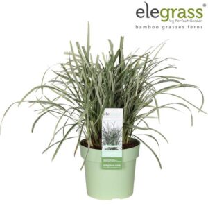Ophiopogon Japonicus Silver Mist - Ø19cm - ↕40cm