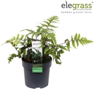 Anisocampium Sheareri - Ø14cm - ↕50cm