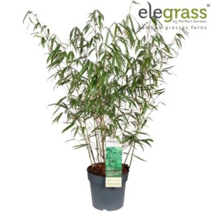 Fargesia Murieliae Early Green - Ø23cm - ↕100cm