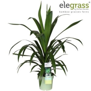Cordyline Emerald Star - Ø23cm - ↕70cm