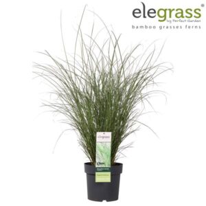 Miscanthus Sinensis Gracillimus - Ø23cm - ↕100cm