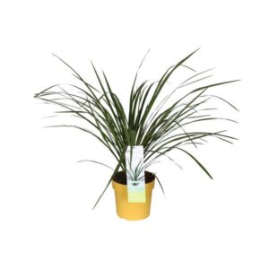 Cordyline X Festival Lime' - Ø23cm - ↕70cm