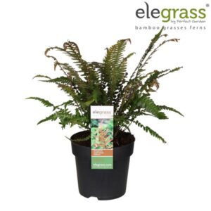 Dryopteris Erythrosora Brilliance - Ø19cm - ↕40cm