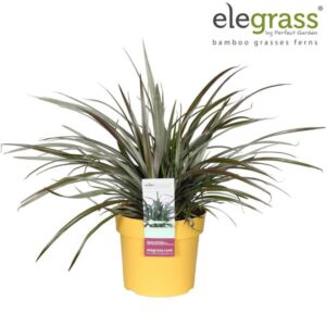 Astelia X Nervosa Silver Shadow - Ø19cm - ↕40cm