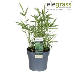 Pleioblastus Chino Tsuboi - Ø14cm - ↕30cm