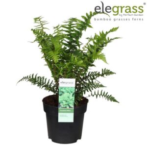 Dryopteris Affinis - Ø19cm - ↕40cm
