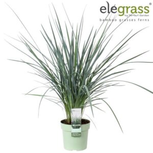 Dianella Coolvista - Ø14cm - ↕40cm