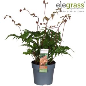 Dryopteris Koidzumiana - Ø14cm - ↕50cm