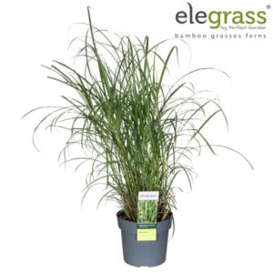 Miscanthus Sinensis Strictus Dwarf - Ø19cm - ↕100cm