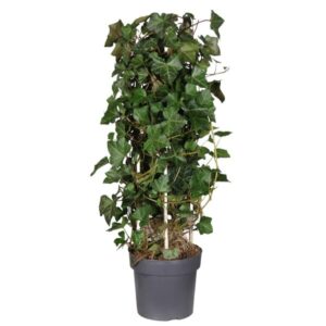 Hedera Hibernica - Ø23cm - ↕75cm