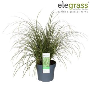 Carex Brunnea Variegata - Ø19cm - ↕45cm