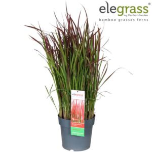 Imperata Cylindrica Red Baron - Ø23cm - ↕70cm