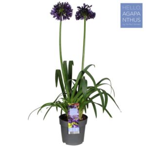 Agapanthus Africanus Black Jack - Ø23cm - ↕80cm