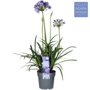 Agapanthus Popping Star - Ø23cm - ↕80cm