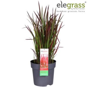 Imperata Cylindrica Red Baron - Ø29cm - ↕40cm